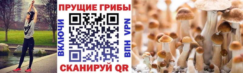 магазин продажи   Элиста  Псилоцибиновые грибы Psilocybine cubensis 